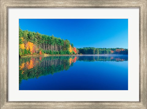 Framed White Pines and Hardwoods, Meadow Lake, New Hampshire Print