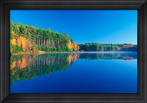 Framed White Pines and Hardwoods, Meadow Lake, New Hampshire Print