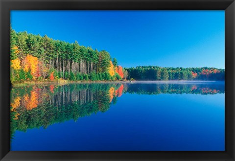 Framed White Pines and Hardwoods, Meadow Lake, New Hampshire Print