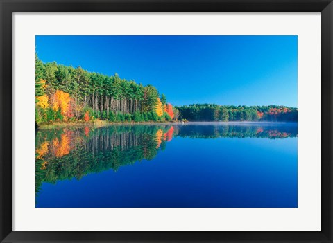 Framed White Pines and Hardwoods, Meadow Lake, New Hampshire Print
