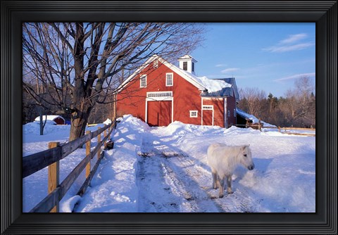 Framed Pony and Barn near the Lamprey River in Winter, New Hampshire Print