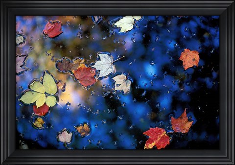 Framed Leaves in a Pond Next to Kilburn Loop Trail, Pisgah State Park, New Hampshire Print