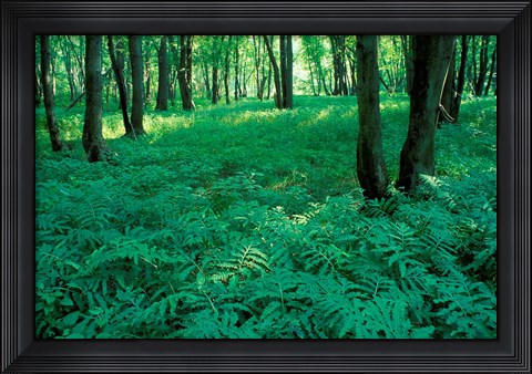 Framed Sensitive Ferns and Silver Maples, Floodplain Forest, Upper Merrimack River, New Hampshire Print