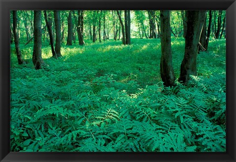 Framed Sensitive Ferns and Silver Maples, Floodplain Forest, Upper Merrimack River, New Hampshire Print