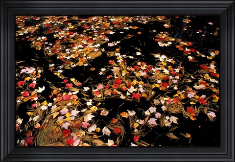 Framed Red Maple Leaves in Reservoir, Boat Meadow Brook, Bear Brook State Park, New Hampshire Print
