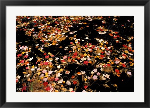 Framed Red Maple Leaves in Reservoir, Boat Meadow Brook, Bear Brook State Park, New Hampshire Print