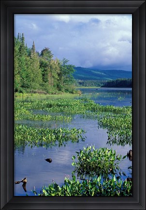Framed Pickerel Weed, Pontook Reservoir, Androscoggin River, New Hampshire Print