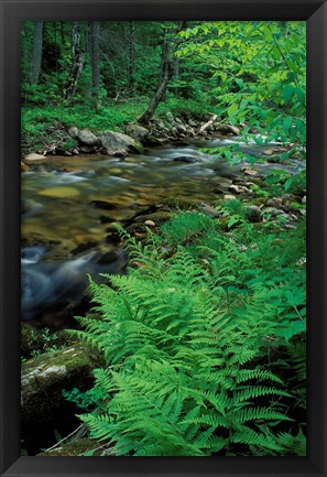 Framed Lady Fern, Lyman Brook, The Nature Conservancy&#39;s Bunnell Tract, New Hampshire Print