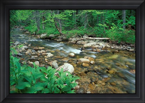 Framed False Hellebore, Lyman Brook, The Nature Conservancy&#39;s Bunnell Tract, New Hampshire Print