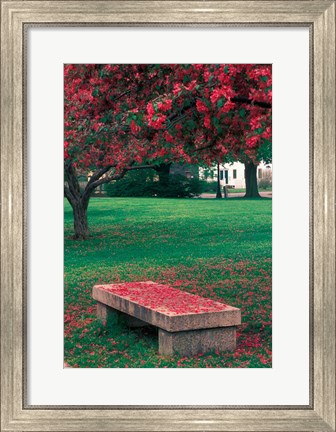 Framed Crab Apple Trees in Prescott Park, New Hampshire Print