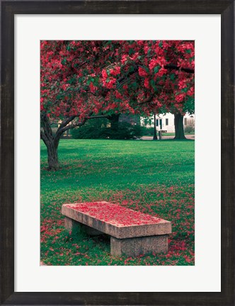 Framed Crab Apple Trees in Prescott Park, New Hampshire Print