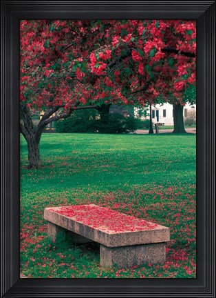 Framed Crab Apple Trees in Prescott Park, New Hampshire Print