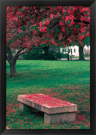 Framed Crab Apple Trees in Prescott Park, New Hampshire Print