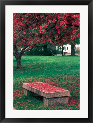 Framed Crab Apple Trees in Prescott Park, New Hampshire Print