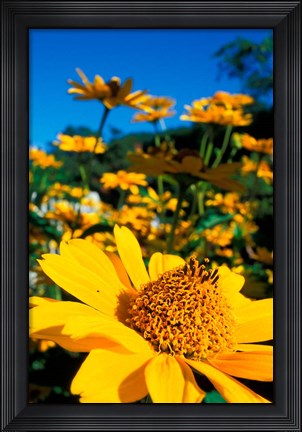 Framed Garden at Prescott Park, New Hampshire Print