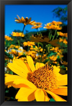 Framed Garden at Prescott Park, New Hampshire Print