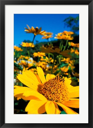 Framed Garden at Prescott Park, New Hampshire Print