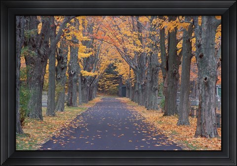 Framed Sugar Maples in a Rye Cemetary, New Hampshire Print