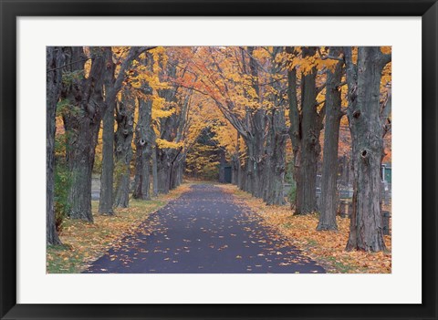 Framed Sugar Maples in a Rye Cemetary, New Hampshire Print