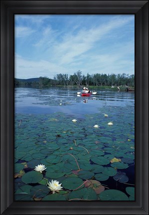 Framed Fragrant Water Lily, Kayaking on Umbagog Lake, Northern Forest, New Hampshire Print