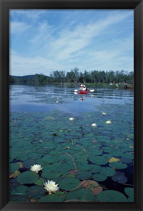 Framed Fragrant Water Lily, Kayaking on Umbagog Lake, Northern Forest, New Hampshire Print