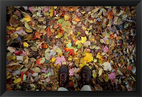 Framed Fall Foliage on Forest Floor in White Mountains, New Hampshire Print