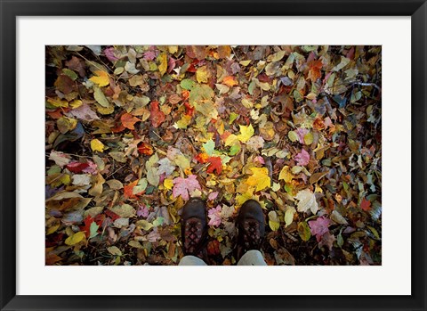 Framed Fall Foliage on Forest Floor in White Mountains, New Hampshire Print