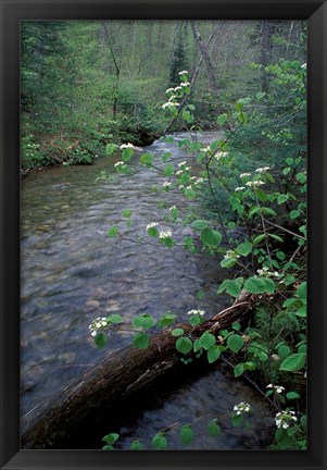 Framed Hobblebush, Pemigewasset River, White Mountain National Forest, New Hampshire Print