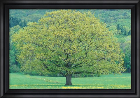 Framed Northern Red Oak, New Hampshire Print