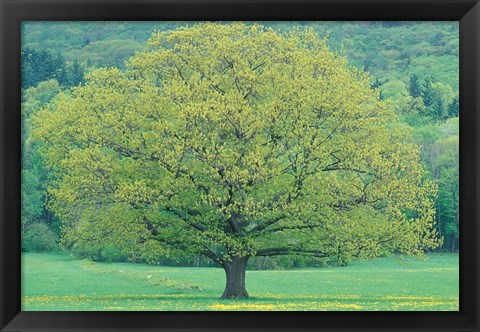 Framed Northern Red Oak, New Hampshire Print