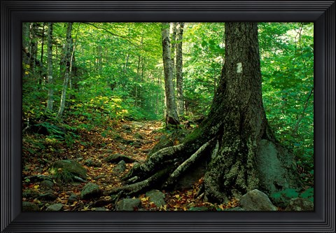 Framed White Blaze Marks Appalachian Trail, White Mountains, New Hampshire Print