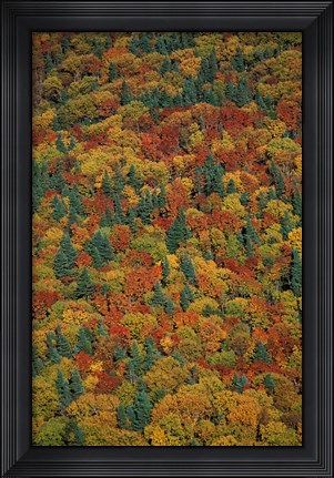 Framed Fall Foliage on the Slopes of Mt Lafayette, White Mountains, New Hampshire Print