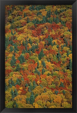 Framed Fall Foliage on the Slopes of Mt Lafayette, White Mountains, New Hampshire Print