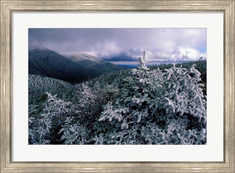 Framed Snow Coats the Boreal Forest on Mt Lafayette, White Mountains, New Hampshire Print