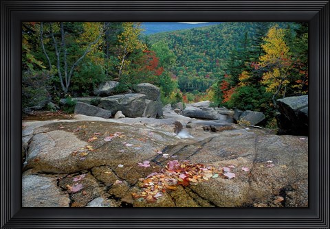 Framed Fall Foliage, Appalachian Trail, White Mountains, New Hampshire Print