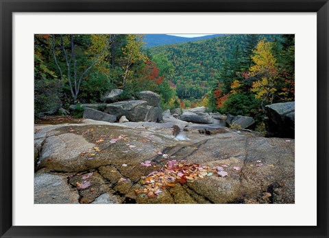 Framed Fall Foliage, Appalachian Trail, White Mountains, New Hampshire Print