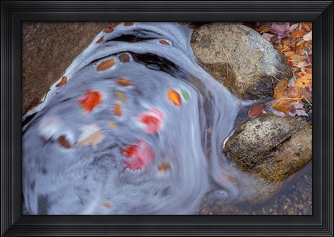 Framed Leaves Swirl in Zealand Falls, Appalachian Trail, White Mountains, New Hampshire Print