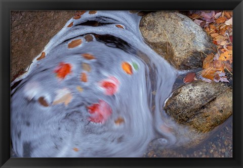 Framed Leaves Swirl in Zealand Falls, Appalachian Trail, White Mountains, New Hampshire Print