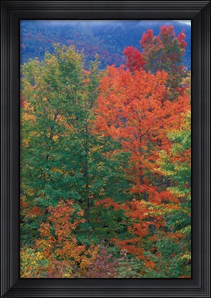 Framed Northern Hardwood Forest, New Hampshire Print