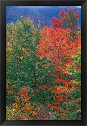 Framed Northern Hardwood Forest, New Hampshire Print