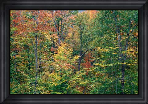 Framed Fall in Northern Hardwood Forest, New Hampshire Print