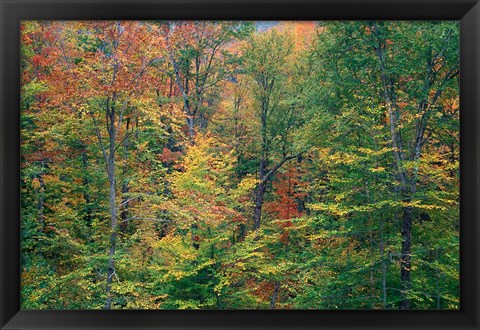 Framed Fall in Northern Hardwood Forest, New Hampshire Print