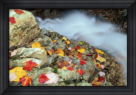 Framed Avalon Trail, Northern Hardwood Forest, New Hampshire Print