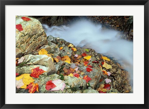 Framed Avalon Trail, Northern Hardwood Forest, New Hampshire Print