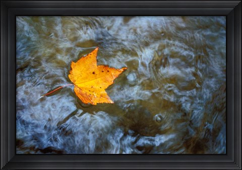 Framed Pearl Cascade on the Avalon Trail, Northern Hardwood Forest, New Hampshire Print