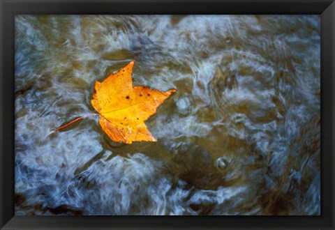 Framed Pearl Cascade on the Avalon Trail, Northern Hardwood Forest, New Hampshire Print