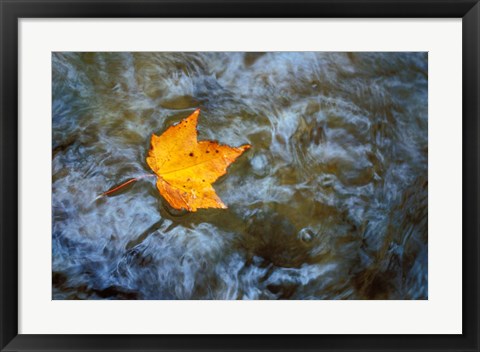 Framed Pearl Cascade on the Avalon Trail, Northern Hardwood Forest, New Hampshire Print