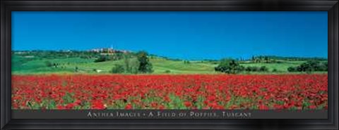 Framed Field of Poppies, Tuscany Print