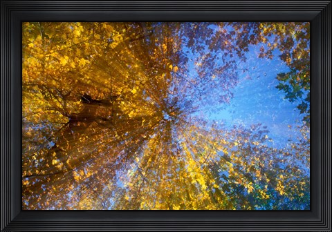 Framed Greeley Ponds Trail, Northern Hardwood Forest, New Hampshire Print