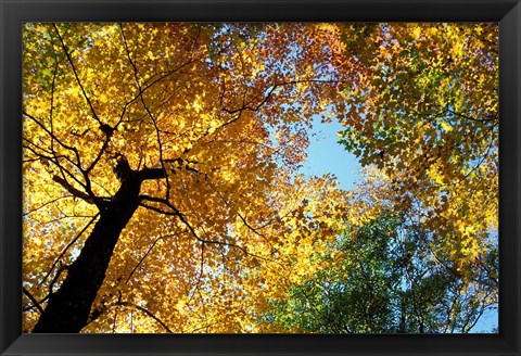 Framed Greeley Ponds Trail, New Hampshire Print